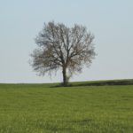 Landscape view of tree and grass